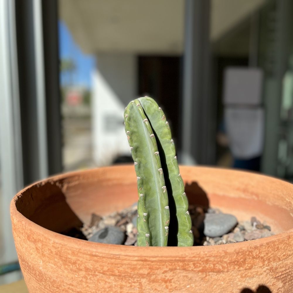 Giant Coffee - a cactus in a clay pot - Coffee & Tea Near Me - Phoenix, Arizona