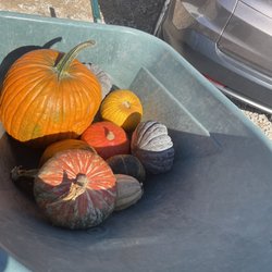 Markman Pumpkin Patch - Selection of pumpkins and gourds