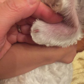 Pampered Paws - Right ear scab ( 1 cm x 1/2 cm) - Pet Groomers Near Me - La Habra, California Pampered Paws - Right ear scab ( 1 cm x 1/2 cm) - Pet Groomers Near Me - La Habra, California