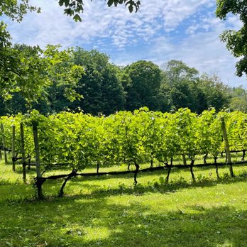 The Old Field - a row of grape vines - Venues & Event Spaces Near Me - Southold, New York