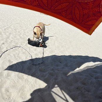 Rosie's Dog Beach - Armani and a friendly puppy - Dog Parks Near Me - Long Beach, California Rosie's Dog Beach - Armani and a friendly puppy - Dog Parks Near Me - Long Beach, California
