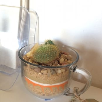 Yosoy Creative Space - They sell beautiful cacti plants from personal artists they know. I had to purchase one!! - Venues & Event Spaces Near Me - Hallandale Beach, Florida Yosoy Creative Space - They sell beautiful cacti plants from personal artists they know. I had to purchase one!! - Venues & Event Spaces Near Me - Hallandale Beach, Florida