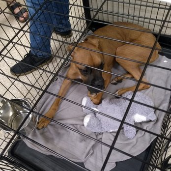 PetSmart - Boxer for adoption - Pet Training Near Me - Gilbert, Arizona PetSmart - Boxer for adoption - Pet Training Near Me - Gilbert, Arizona