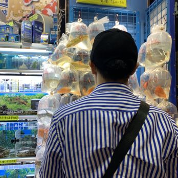 金魚街 - Cool - Pet Stores Near Me - Hong Kong, HK