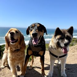 Perfect Day Dog Walking