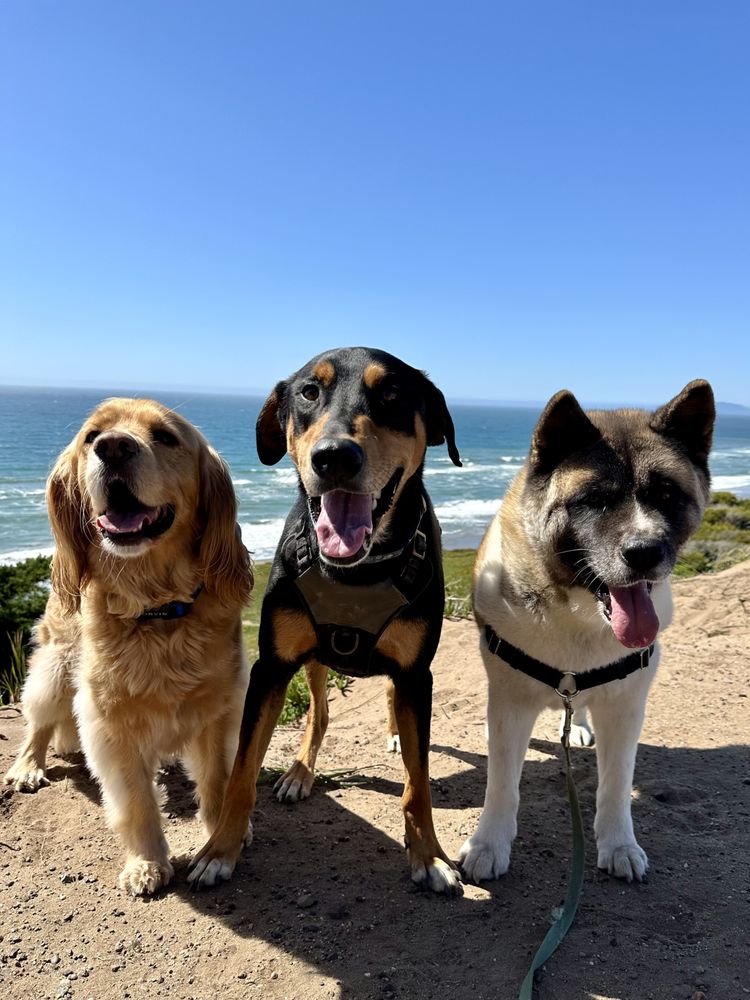 Perfect Day Dog Walking - pet boarding facility in San Francisco, CA