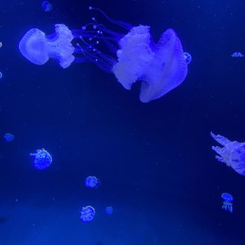 Vancouver Aquarium - Aquariums Near Me - Vancouver, British Columbia Vancouver Aquarium - Aquariums Near Me - Vancouver, British Columbia