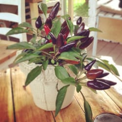 Esher St - Lovely herbal touches around the place gives a homely backyard feel