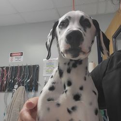 Alleycat Spay and Neuter Clinic