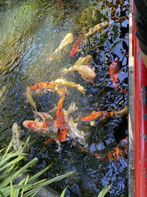 Sunken Gardens by null