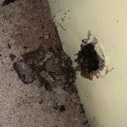 Yellow jackets . Yellow jackets .