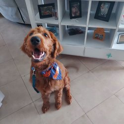Everything Is Pawsible - Our Archie loves it here.