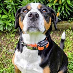 Kaizen Canine - Cooper posing for a photo during break time at his Day Train with our team