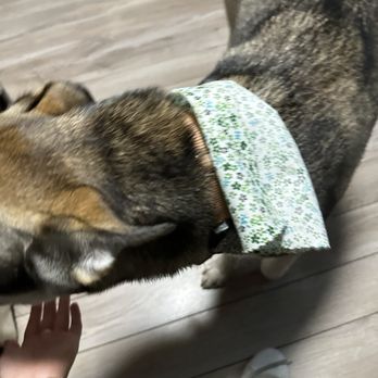 Lucky Dog Pet Grooming - Cutest scarf ever!! - Pet Groomers Near Me - Panorama, California Lucky Dog Pet Grooming - Cutest scarf ever!! - Pet Groomers Near Me - Panorama, California
