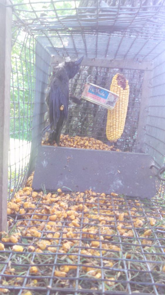 PROFESSIONAL WILDLIFE REMOVAL NE IOWA Updated October 2024 17