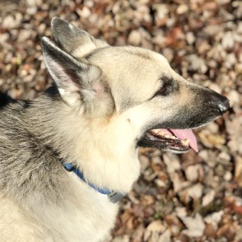 Baby Got Bark - Dog Walkers Near Me