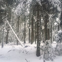 Domaine Nordique du Bessat - Les Grands Bois