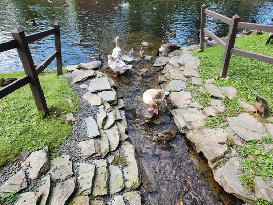 Stanley Park by null