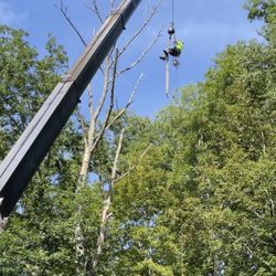 Happy stump tree service - Howard being craned to the top of the Ash tree
