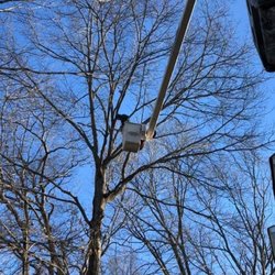 All American Tree and Stump Removal