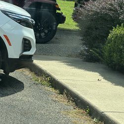Southside Veterinary Clinic - This the walkway with handicap access! All blocked by cars and bushes! AGAIN