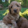 Wild Daisy Labradoodles