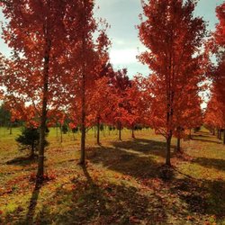 Paul Tree Farms