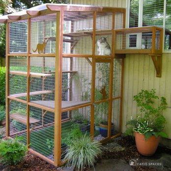 Catio Spaces - A tunnel connects to a haven style catio with lots of shelves for vertical and horizontal  movement. - Pet Services Near Me