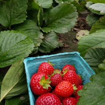 Bailey Family Farm - Not much strawberries for the pickin' right now - Pick Your Own Farms Near Me - Snohomish, Washington