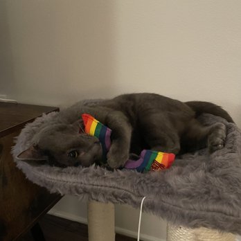The Rescue House - Pet Adoption Near Me