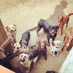 Boss Dogs