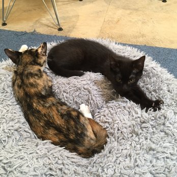 KitTea - Pet Adoption Near Me - San Francisco, California