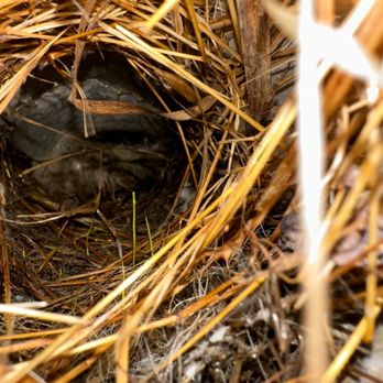 Taza Duct Cleaning - Bird nest inside the duct - Air Duct Cleaning Near Me Taza Duct Cleaning - Bird nest inside the duct - Air Duct Cleaning Near Me