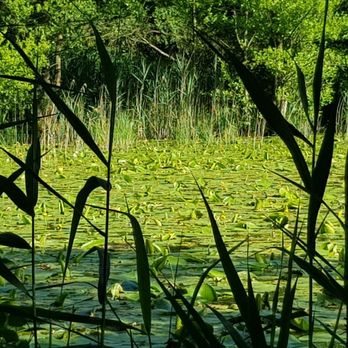 Ernst-Ludwig-Teich - Active Life Near Me