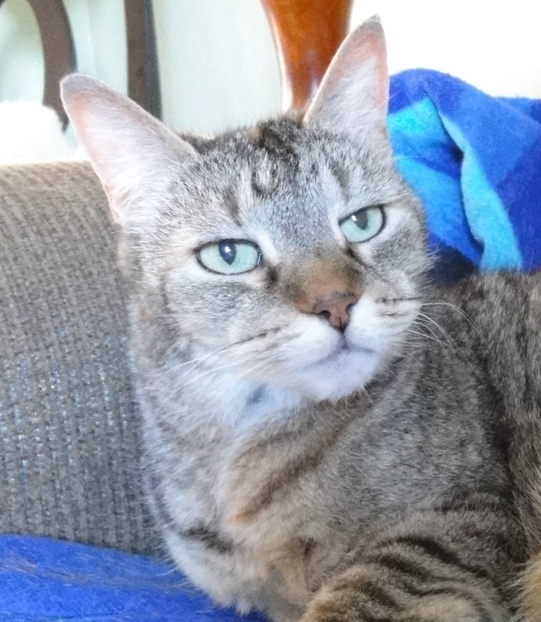 Geckospot Pet Sitting, Inc - pet boarding facility in Wilmington, DE