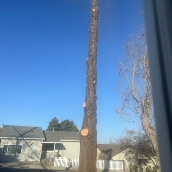 P & J Tree Services - In action. - Tree Services Near Me - Fairfield, California