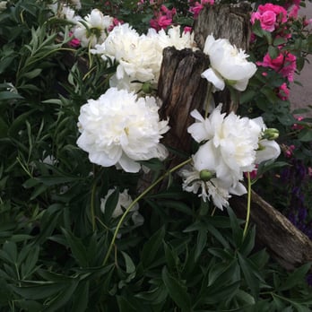 Jardissimo - Flowers - Nurseries & Gardening Near Me - Prévost, Quebec Jardissimo - Flowers - Nurseries & Gardening Near Me - Prévost, Quebec