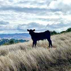 Las Trampas Regional Wilderness