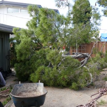 PRG Tree Care - Tree Services Near Me