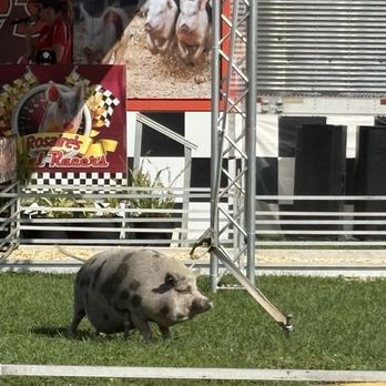 Fonda Fairgrounds - PIG RACES! - Amusement Parks Near Me - Fonda, New York