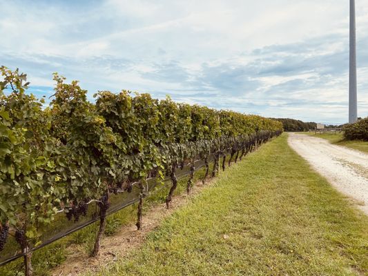 McCall Wines by null