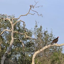 Inks Lake State Park