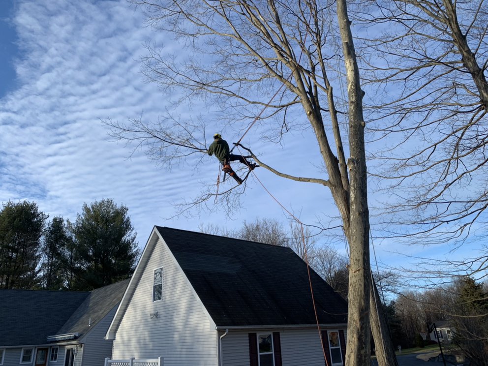 ARBORX TREE SERVICE 15 Photos Hopewell Junction, New York Tree