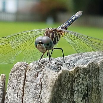 Pest Control Nut - Dragon Fly resting on a fence. - Pest Control Near Me - Mechanicsville, Virginia Pest Control Nut - Dragon Fly resting on a fence. - Pest Control Near Me - Mechanicsville, Virginia