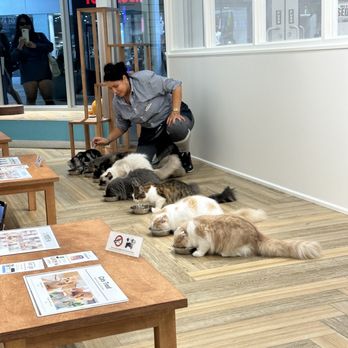 Cat Cafe Moff - This employee deserves all good things!!! - Themed Cafes Near Me - Honolulu, Hawaii Cat Cafe Moff - This employee deserves all good things!!! - Themed Cafes Near Me - Honolulu, Hawaii