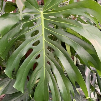 West Valley Nursery - Monstera Deliciosa - Nurseries & Gardening Near Me - Tarzana, California West Valley Nursery - Monstera Deliciosa - Nurseries & Gardening Near Me - Tarzana, California