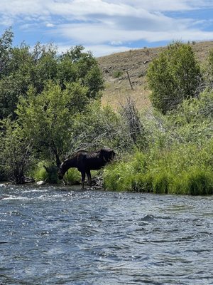 Galloup's Slide Inn by null