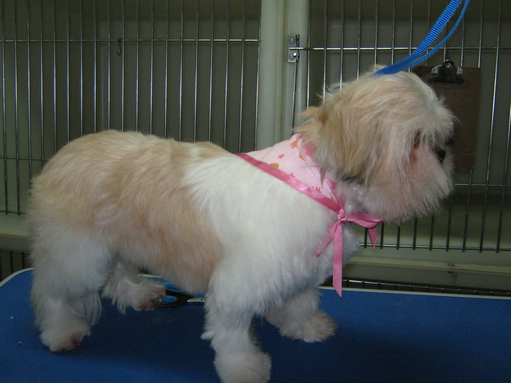 Dog Avenue Image
