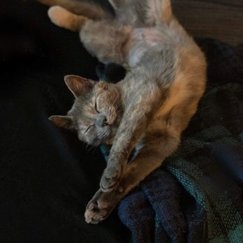 Next Chance Rescue - Pet Adoption Near Me Next Chance Rescue - Pet Adoption Near Me