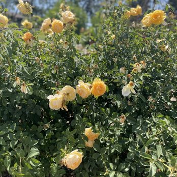 Rose Haven Heritage Garden - Community Gardens Near Me - Temecula, California